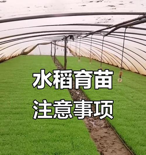 播种水稻有哪些禁忌和原因？