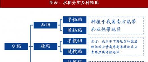 播种水稻有哪些禁忌和原因？