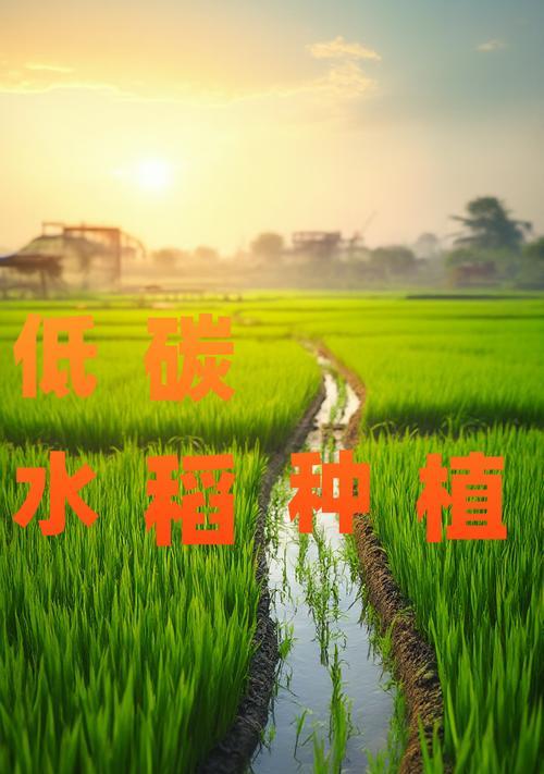 播种水稻有哪些禁忌和原因？