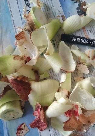 组培朱顶红需要哪些条件和材料？具体步骤是什么？