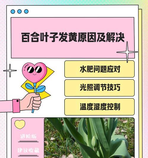 百合竹叶子发黄的可能原因及解决方法是什么？