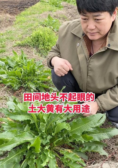 土大黄种子的最佳播种时间是什么时候？如何选择土大黄种子的播种时机？