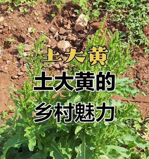 土大黄种子的最佳播种时间是什么时候？如何选择土大黄种子的播种时机？