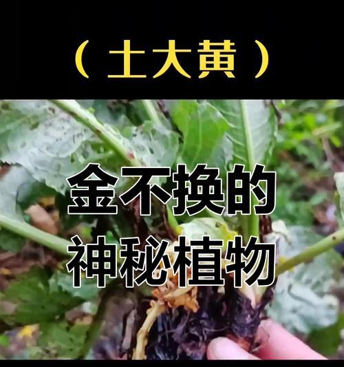 土大黄种子的最佳播种时间是什么时候？如何选择土大黄种子的播种时机？