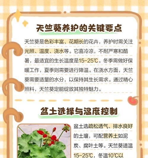 天竺葵在室内阳台怎么养护？室内阳台天竺葵的养护要点是什么？