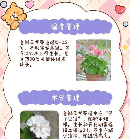 天竺葵在室内阳台怎么养护？室内阳台天竺葵的养护要点是什么？