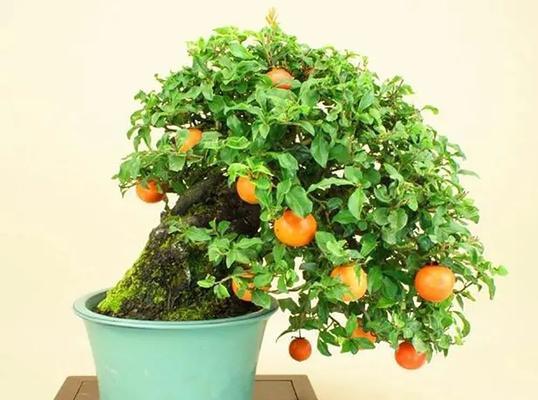 圆球盆景的养护要点是什么？