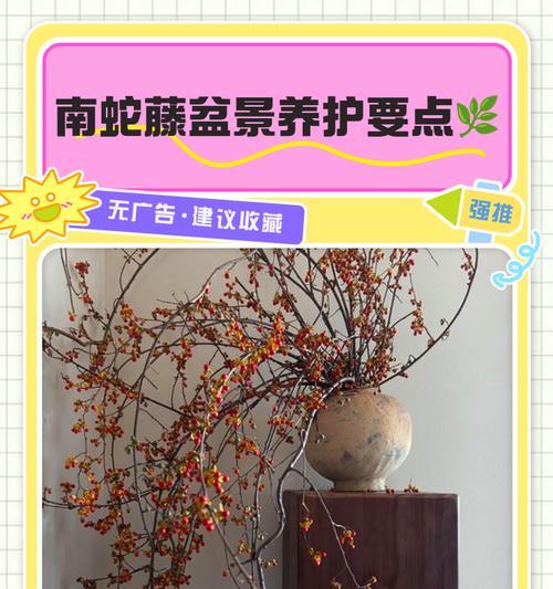 圆球盆景的养护要点是什么？
