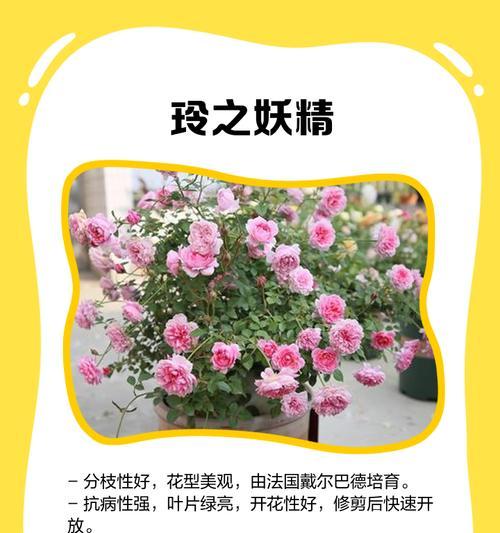 凉台种植的月季如何进行良好养护？