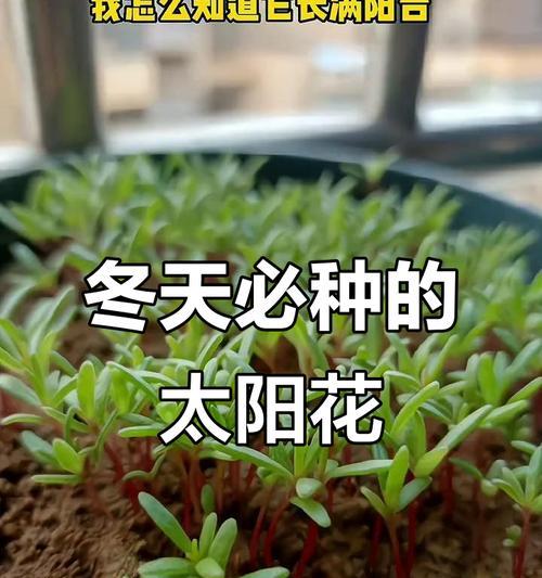 东北冬天阳台种植花卉有哪些选择？