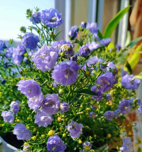 东北冬天阳台种植花卉有哪些选择？