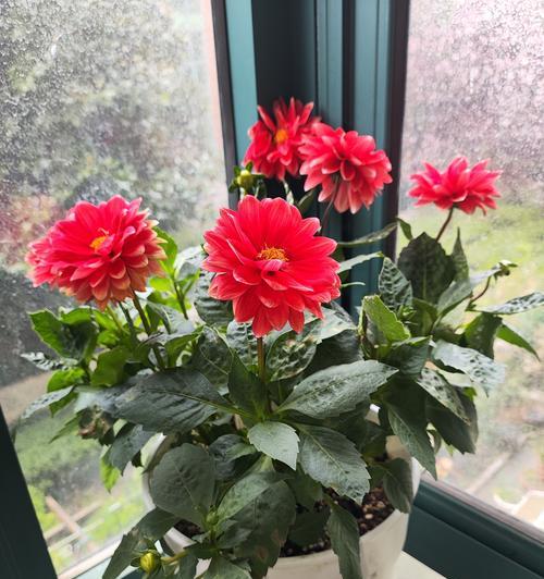 东北冬天阳台种植花卉有哪些选择？
