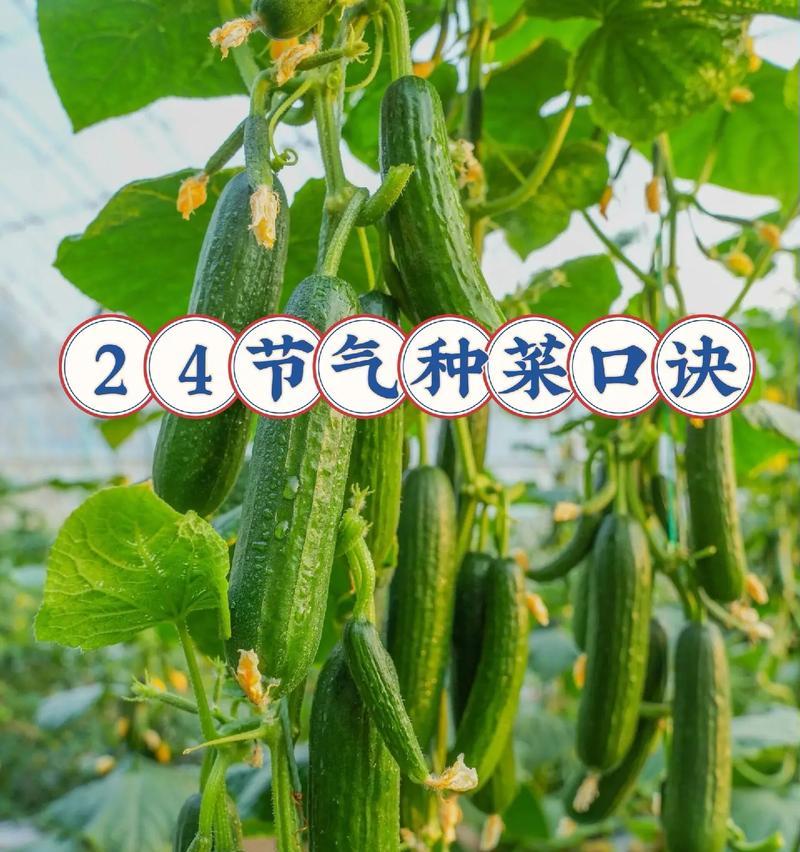 种子什么节气播种最好？播种的最佳节气有哪些？
