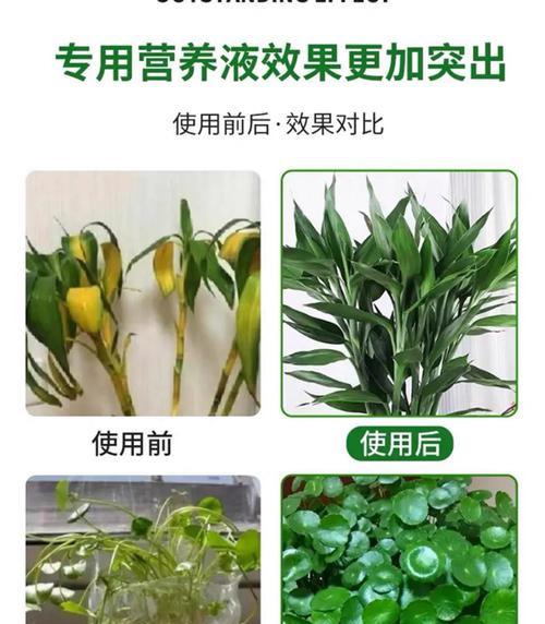 兰科植物通用营养液推荐？如何选择合适的营养液？