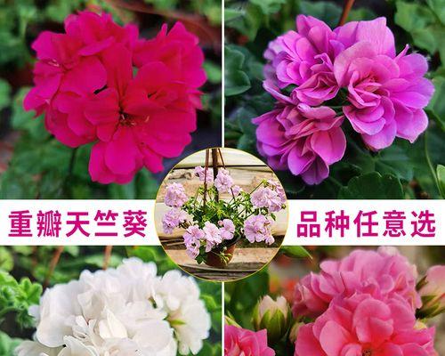 天竺葵日碗大苗的养殖方法是什么？