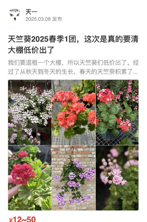 天竺葵日碗大苗的养殖方法是什么？