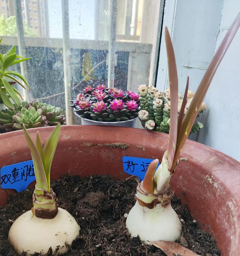一厘米朱顶红开花的时间是什么时候？