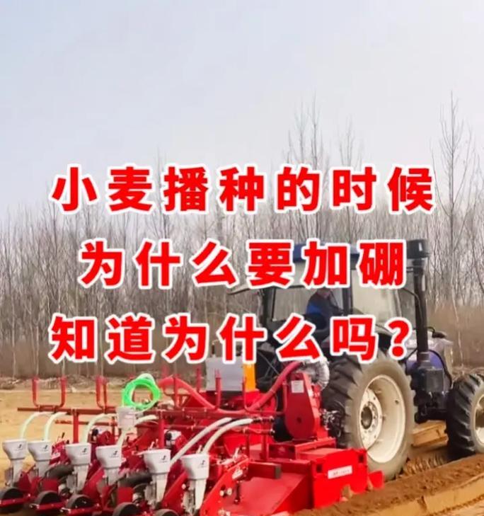 南京小麦播种的最佳时间是什么时候？