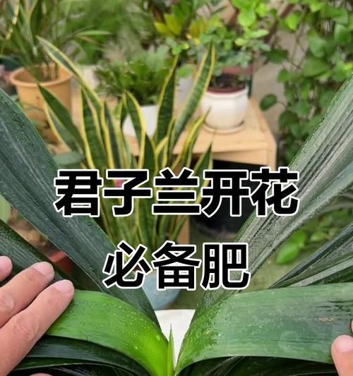 君子兰夏天需要施肥吗？如何正确施肥？