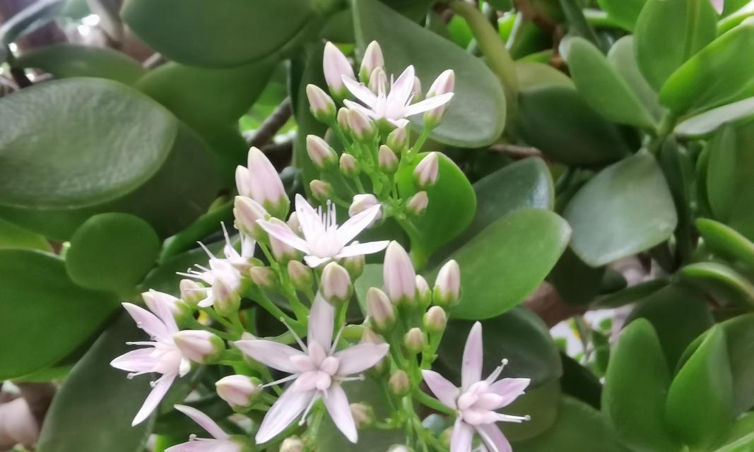 我家阳台栽的花不开了什么原因？可能的故障和解决办法是什么？