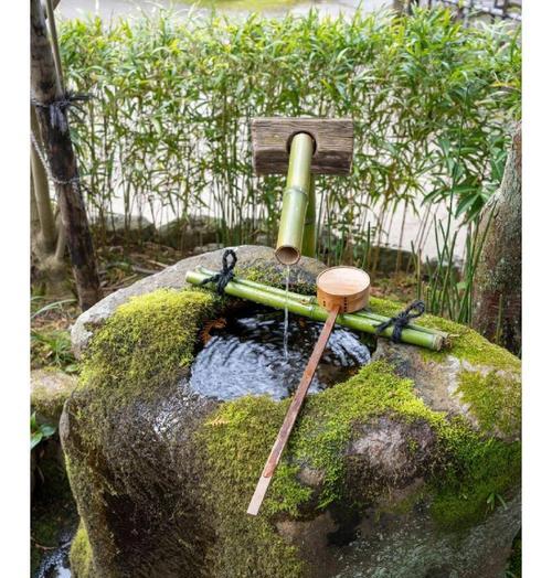 小鹿盆景附石的养护技巧有哪些？