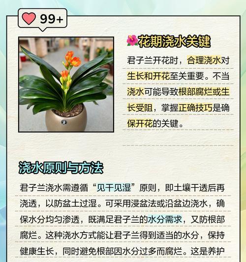 君子兰开花怎么看好坏？如何判断其健康状况？