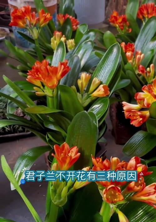 君子兰开花怎么看好坏？如何判断其健康状况？