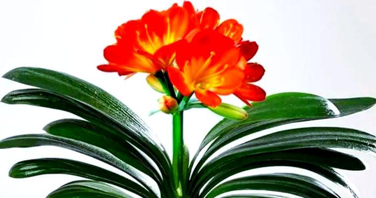 君子兰开花怎么看好坏？如何判断其健康状况？