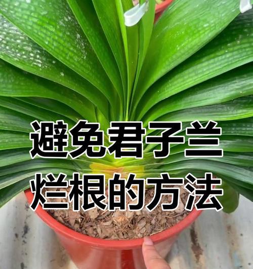 君子兰根系腐烂了怎么办？如何处理？