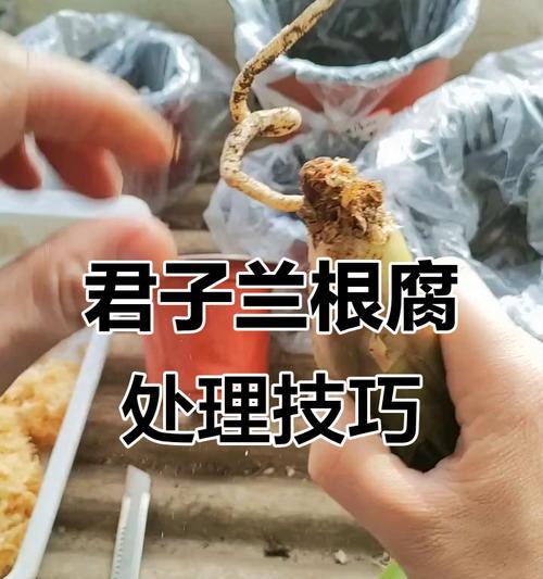 君子兰根系腐烂了怎么办？如何处理？