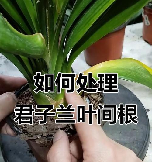 君子兰根系腐烂了怎么办？如何处理？