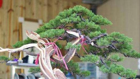 君子兰坐羊角球的养护技巧有哪些？