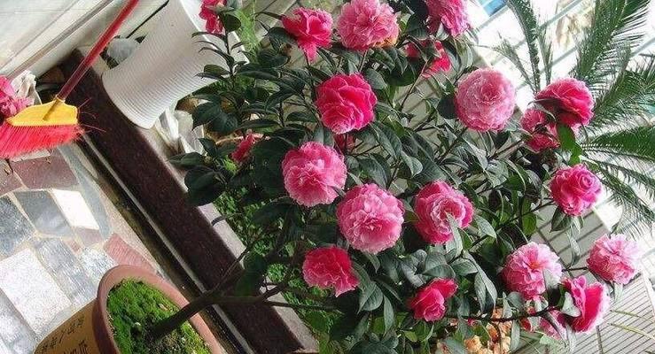 君子兰坐羊角球的养护技巧有哪些？