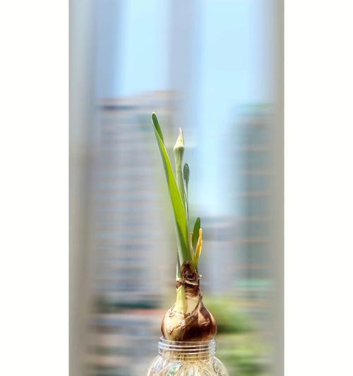 水仙花水培的栽培技术有哪些？水培水仙花需要注意哪些要点？