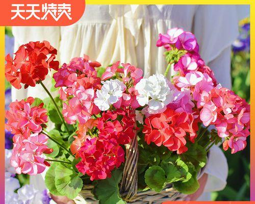 海蒂的天竺葵小苗的养护方法是什么？常见问题有哪些？