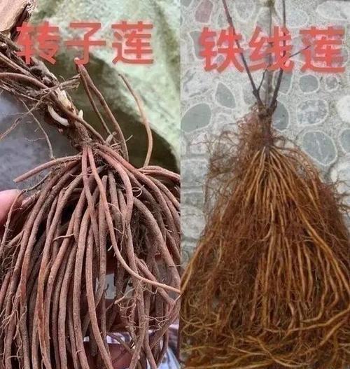 铁线莲根系存活的条件及养护方法是什么？
