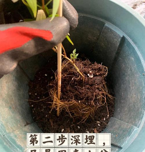 铁线莲根系存活的条件及养护方法是什么？