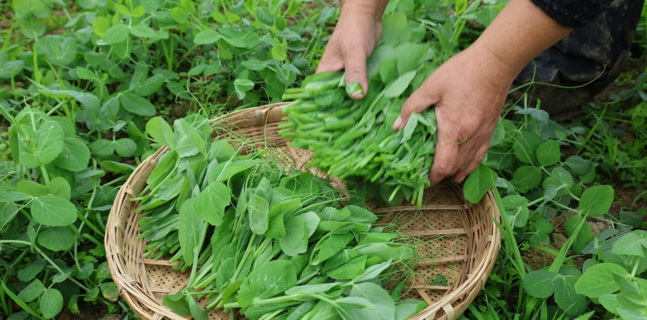 豌豆尖播种后多久能发芽？