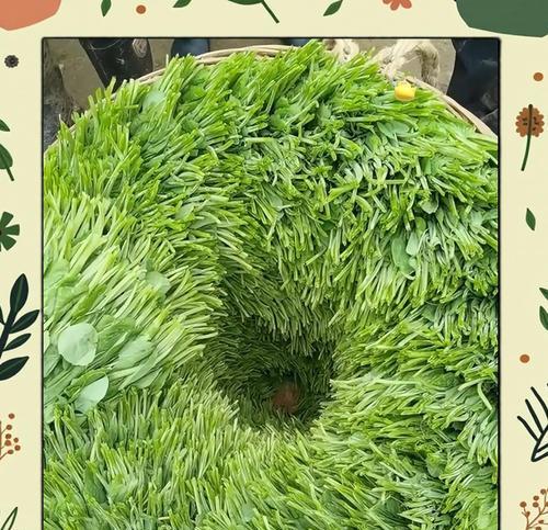 豌豆尖播种后多久能发芽？