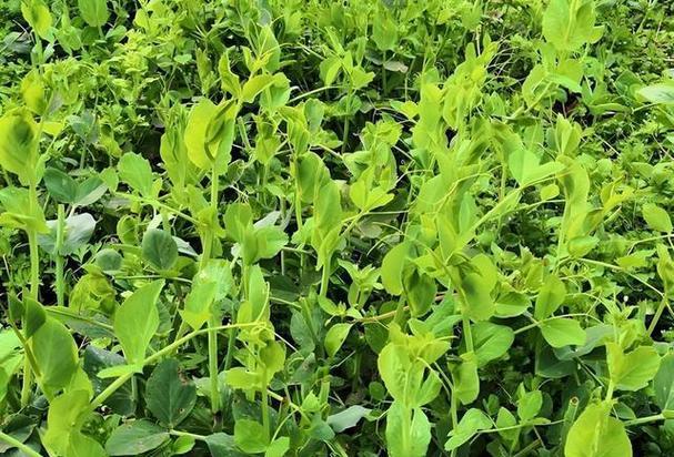豌豆尖播种后多久能发芽？