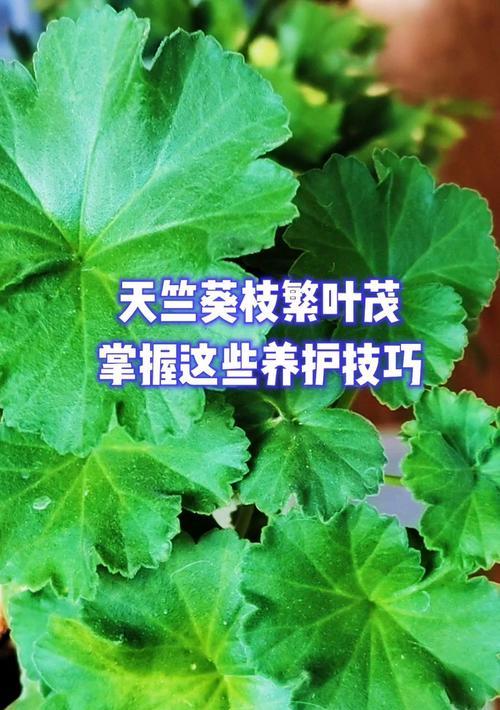 红叶子天竺葵的养护方法有哪些？