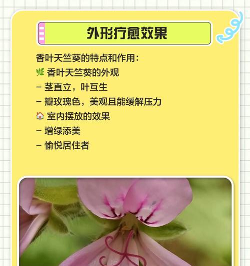 红叶子天竺葵的养护方法有哪些？