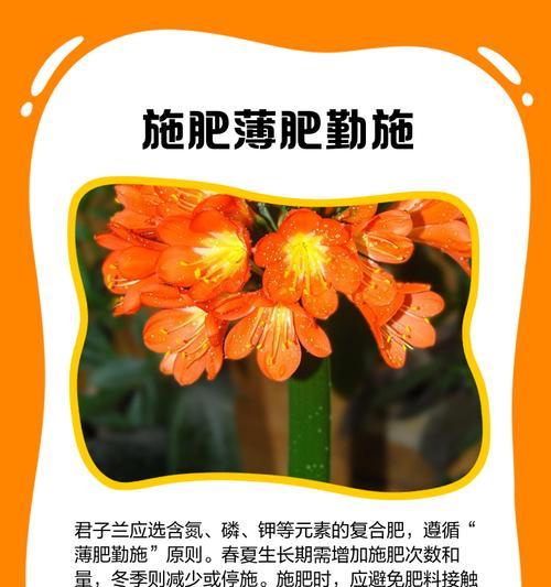 君子兰芽苗的养护方法是什么？如何确保其健康成长？