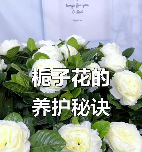 栀子花室内栽培技术？如何在家中成功种植？