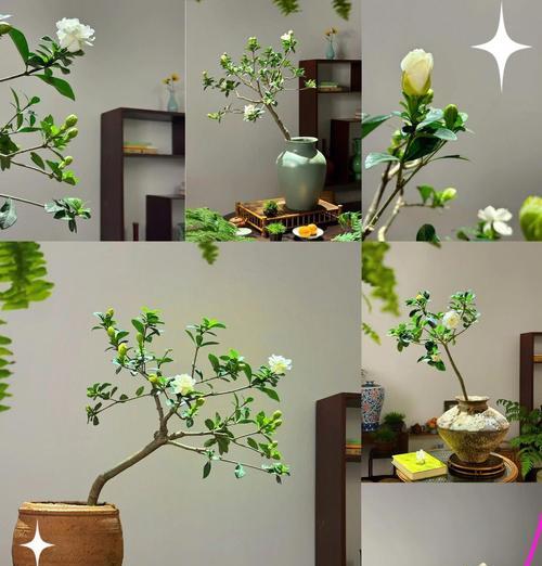 栀子花室内栽培技术？如何在家中成功种植？
