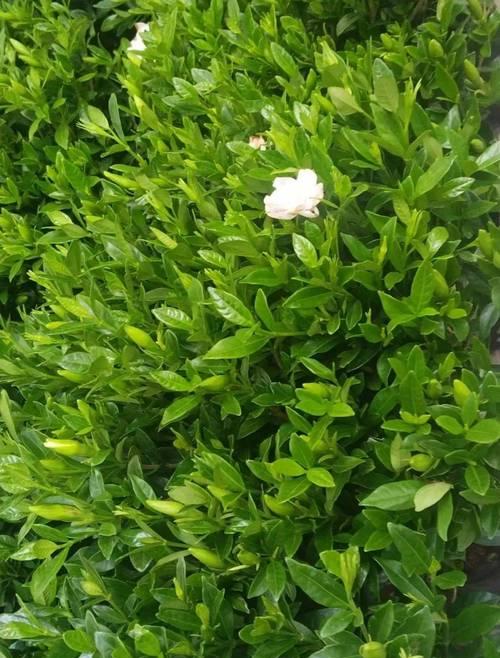 栀子花室内栽培技术？如何在家中成功种植？