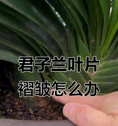 君子兰中间叶子颜色变浅的原因是什么？