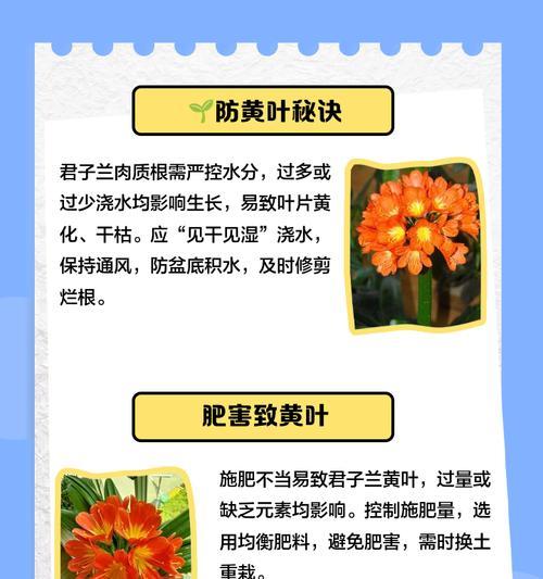 君子兰中间叶子颜色变浅的原因是什么？