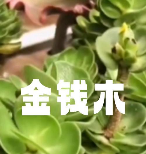 木本植物盆景的养护技巧有哪些？