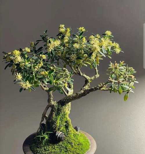 木本植物盆景的养护技巧有哪些？
